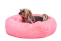 Adorable pedigreed decorative pet on dog bed Royalty Free Stock Photo