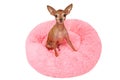 Adorable pedigreed decorative pet on dog bed Royalty Free Stock Photo