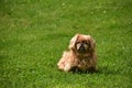 Adorable Pekingese Puppy Dog Sitting Outside in the Summer Royalty Free Stock Photo