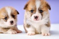 adorable Pembroke welsh corgi puppies in studio in front of purple background Royalty Free Stock Photo