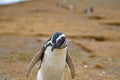 Adorable penguin enjoying a sunny day on the beach, standing on the sand in a relaxed posture