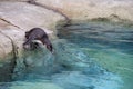 Adorable Penguin, getting ready to go for a swim