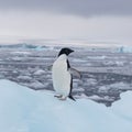 Adorable penguin perched atop a glistening iceberg in a tranquil ocean setting