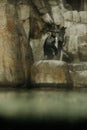 Adorable penguin perched upon two large rocks in a zoo, looking around with curiosity