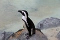 Adorable Penguin standing on large rock