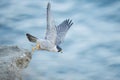 Adorable peregrine falcon (Falco peregrinus) against the blurry sea in closeup Royalty Free Stock Photo