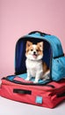 Adorable pet curled up on an open travel bag wearing apparel Royalty Free Stock Photo