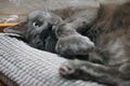 Cute domestic cat lying on it`s back. Russian blue cat relaxing on a pillow. Adorable pet.