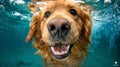 Adorable pet dives underwater on a fun summer vacation, captured in a playful closeup shot