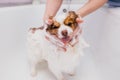 Adorable pet dog take shower in bath before grooming