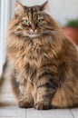 Adorable pet of siberian cat of livestock, long haired hypoallergenic animal