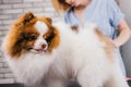 Adorable pet spitz get hair cutting and combing in grooming salon Royalty Free Stock Photo