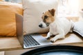 Adorable pet using laptop working remotely online. Royalty Free Stock Photo