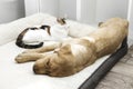 Adorable pets, kitten and labrador retriever puppy sleep together on a bed. The relationship of pets, friendship between cats and