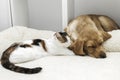 Adorable pets, kitten and labrador retriever puppy sleep together on a bed. The relationship of pets, friendship between cats and