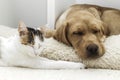 Adorable pets, kitten and labrador retriever puppy sleep together. Close-up. Friendship of a cat and a dog