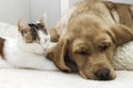 Adorable pets, kitten and labrador retriever puppy sleep together. Friendship of a cat and a dog