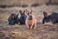 Adorable Picture of herd of cute and fluffy rabbits.