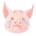 Adorable pig character is crying. Cute little piglet face isolated on white background. Pig emotion collection. Vector