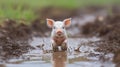Adorable piglet leaping through a muddy puddle Royalty Free Stock Photo