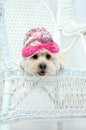 Adorable in Pink Royalty Free Stock Photo