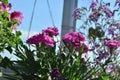 Adorable pink carnations flowering on the balcony