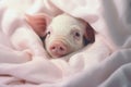 Adorable pink mini pig lying on white blanket