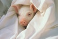 Adorable pink mini pig lying on white blanket