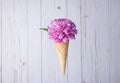 Adorable Pink and White Chrysanthemum Flower in Sugar Cone