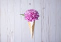 Adorable Pink and White Chrysanthemum Flower in Sugar Cone