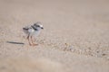 Adorable piping plover baby