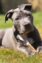 Adorable Pit Bull Pup Pauses While Chewing Bone Royalty Free Stock Photo