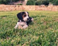 Adorable playful beagle in a lush green grassy field