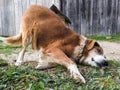 Adorable playful domestic dog, mans best friend in grassy garden during day. Cute pet leisure fun. Mammal animal head and face