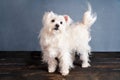 Adorable playful white dog breed posing in studio.