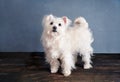 Adorable playful white dog breed posing in studio.