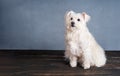 Adorable playful white dog breed posing in studio with copy space