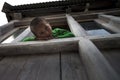 Adorable and playful young boy climb and sit at window ledge of home, looking down and leg stuck out.