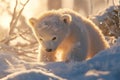 Adorable Polar Bear Cub Exploring Snowy Wilderness at Sunset Royalty Free Stock Photo