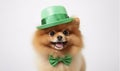 Adorable Pomeranian Dog Dressed in St. Patrick's Day Green Hat and Bowtie - Generative AI