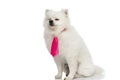 Adorable pomeranian dog feeling the inner peace Royalty Free Stock Photo