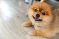 Adorable pomeranian dog smiling looking at camera showing tongue and laid down on wooden floor with natural sunlight and copy spac Royalty Free Stock Photo