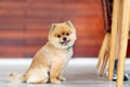 Adorable pomeranian dog smiling looking at camera showing tongue and sit down on wooden floor with natural sunlight and copy space Royalty Free Stock Photo