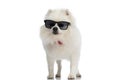 Adorable pomeranian dog wearing sunglasses and a red bandana Royalty Free Stock Photo