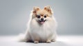 Adorable Pomeranian Dog on White Background AI Generated