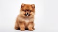 Adorable Pomeranian Puppy With Exaggerated Facial Features