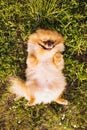 Adorable Pomeranian Spitz dog having rest on the grass. Summer time pleasure Royalty Free Stock Photo