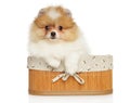 Adorable Pomeranian Spitz puppy in basket Royalty Free Stock Photo