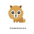 Adorable pomeranian spitz puppy with big fluffy head