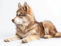 Adorable Pomsky with Fluffy Coat and Wolf-like Appearance in Studio Royalty Free Stock Photo